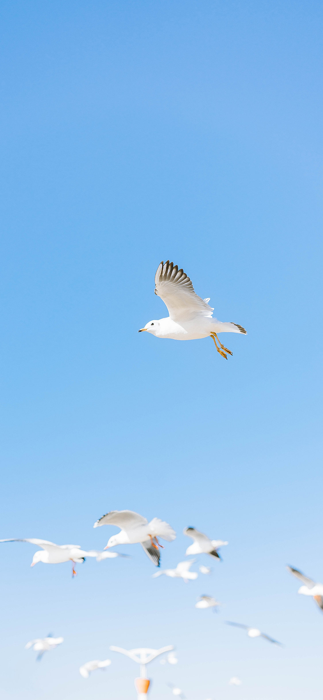 [2436×1125]鸟 天空 飞翔 翅膀 蓝色 渐变 苹果手机壁纸图片