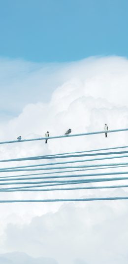 [2436x1125]鸟 天线 电线 电缆 天空 栖息 苹果手机壁纸图片