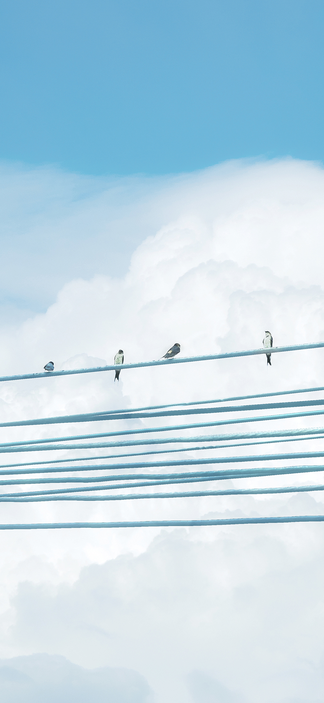 [2436×1125]鸟 天线 电线 电缆 天空 栖息 苹果手机壁纸图片