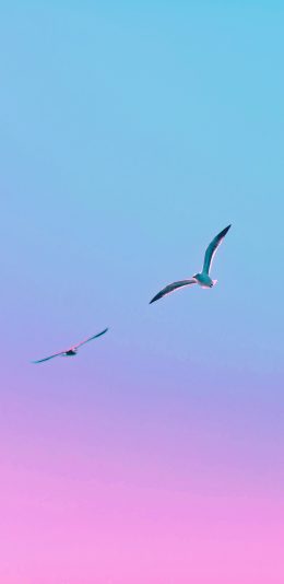 [2436x1125]鸟 太空 渐变 飞翔 苹果手机壁纸图片