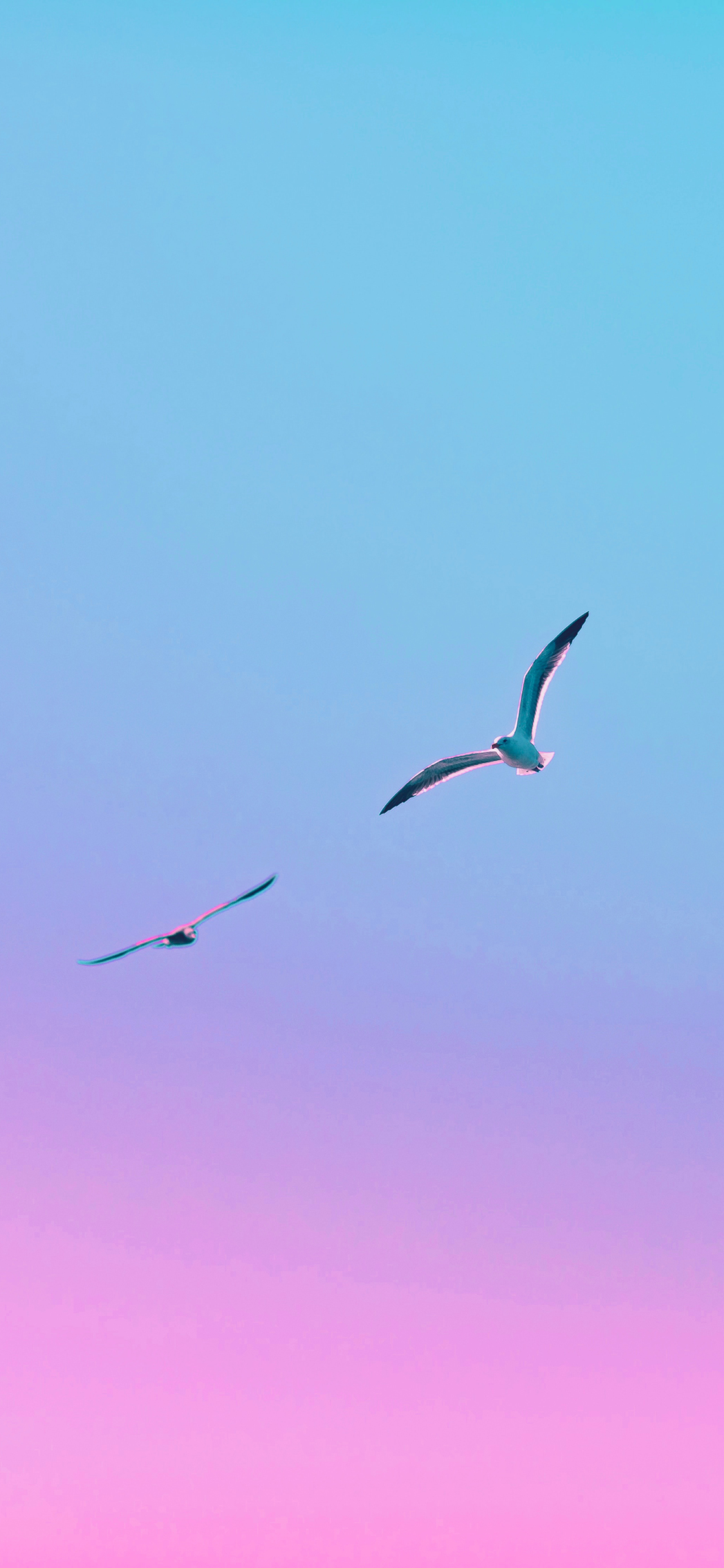 [2436×1125]鸟 太空 渐变 飞翔 苹果手机壁纸图片