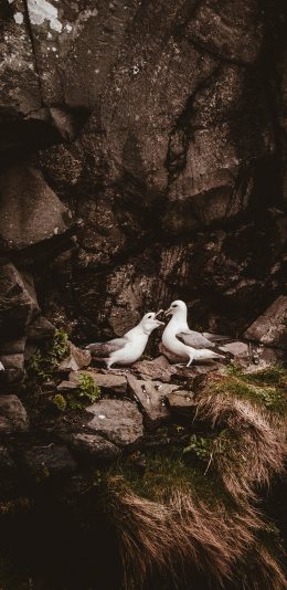 [2436x1125]鸟 岩石  鸟窝 喂食 苹果手机壁纸图片