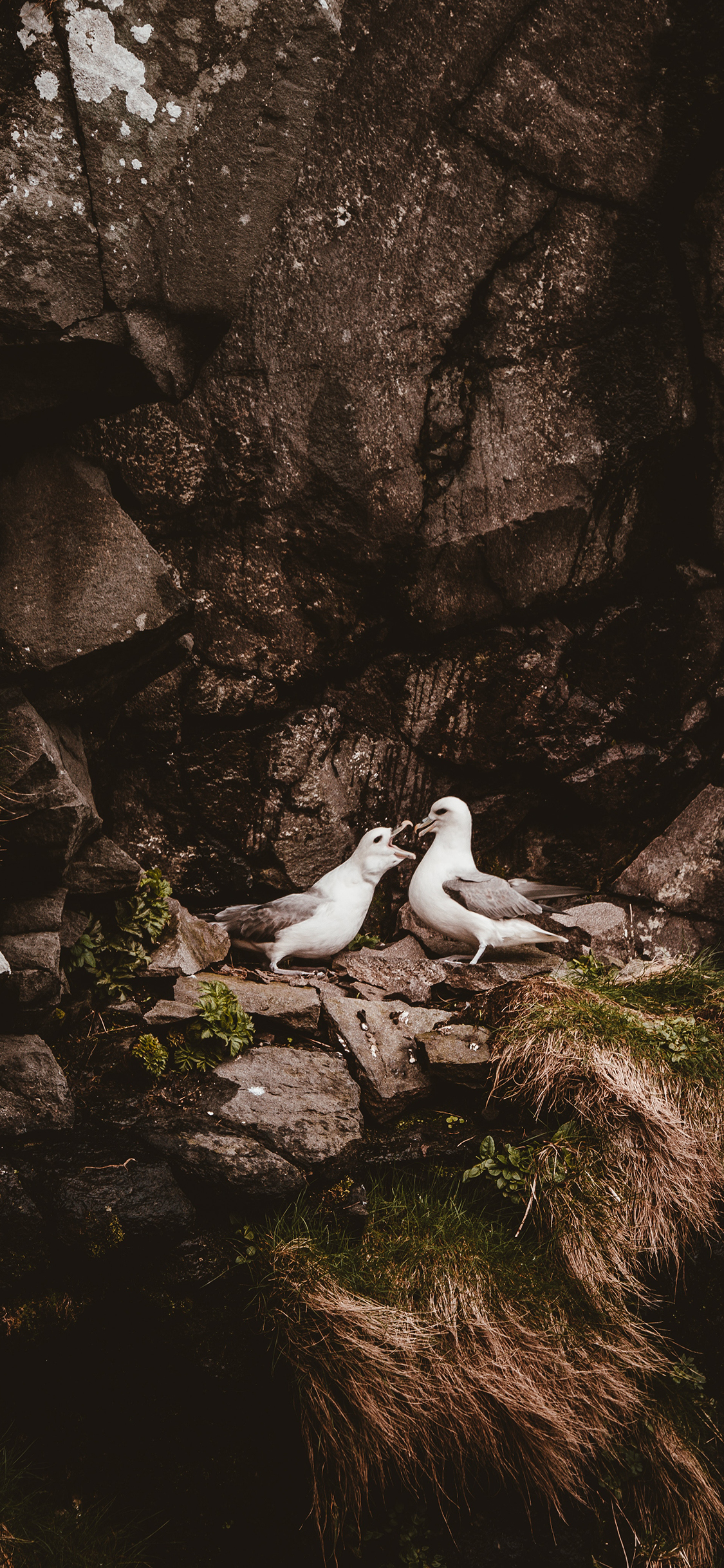 [2436×1125]鸟 岩石  鸟窝 喂食 苹果手机壁纸图片
