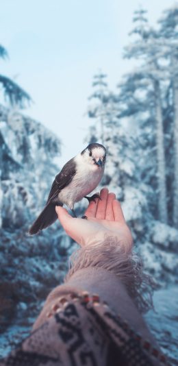[2436x1125]鸟 手 翅膀 栖息 树木 冬季 苹果手机壁纸图片