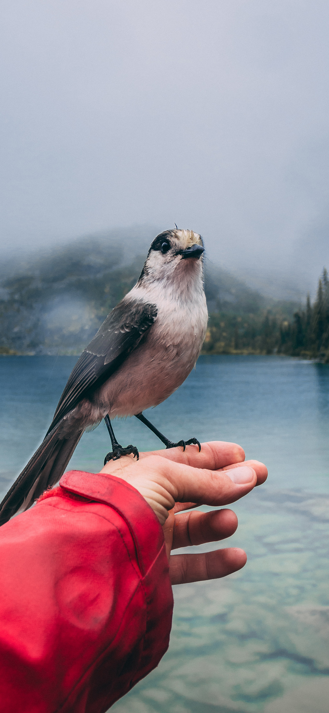 [2436×1125]鸟 手部 站立 湖水 苹果手机壁纸图片