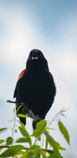 [2436x1125]鸟 树枝 枝头 站立 黑鸟 苹果手机壁纸图片