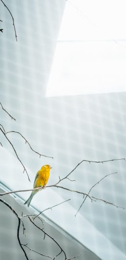 [2436x1125]鸟 树枝 鸟类 站立 艳丽 苹果手机壁纸图片