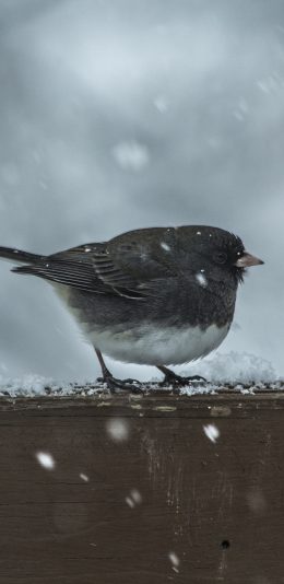 [2436x1125]鸟 栖息 下雪 羽毛 苹果手机壁纸图片