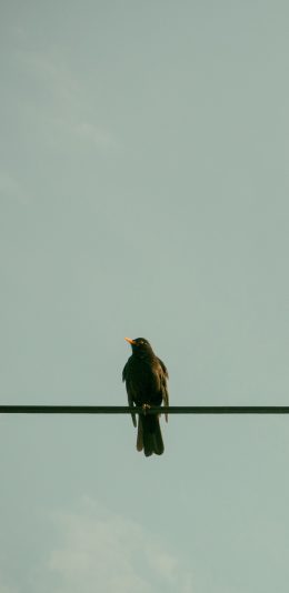 [2436x1125]鸟 栖息 天线 电线 苹果手机壁纸图片