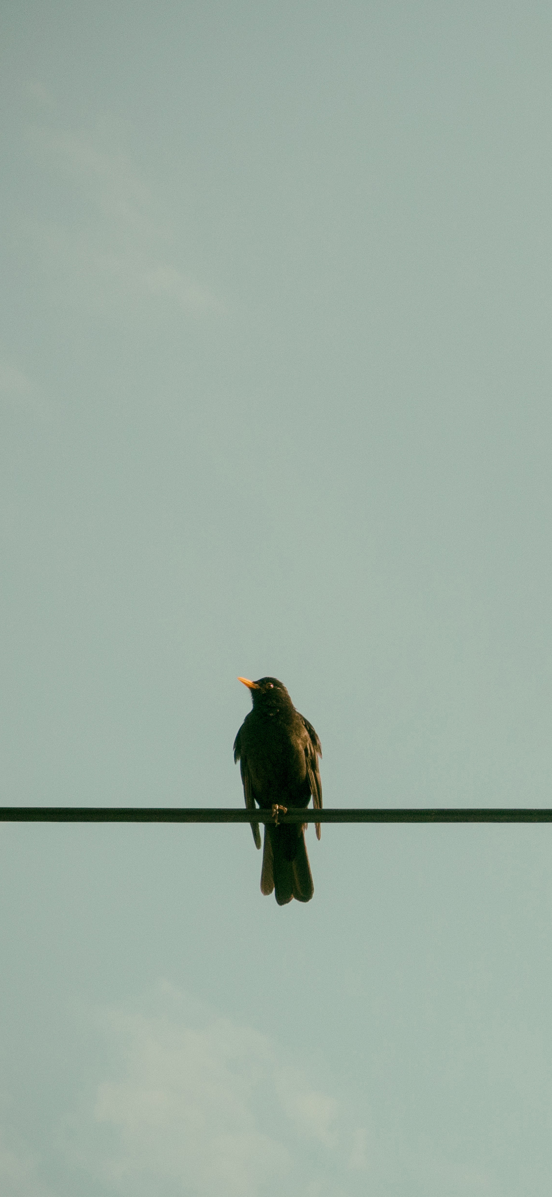 [2436×1125]鸟 栖息 天线 电线 苹果手机壁纸图片