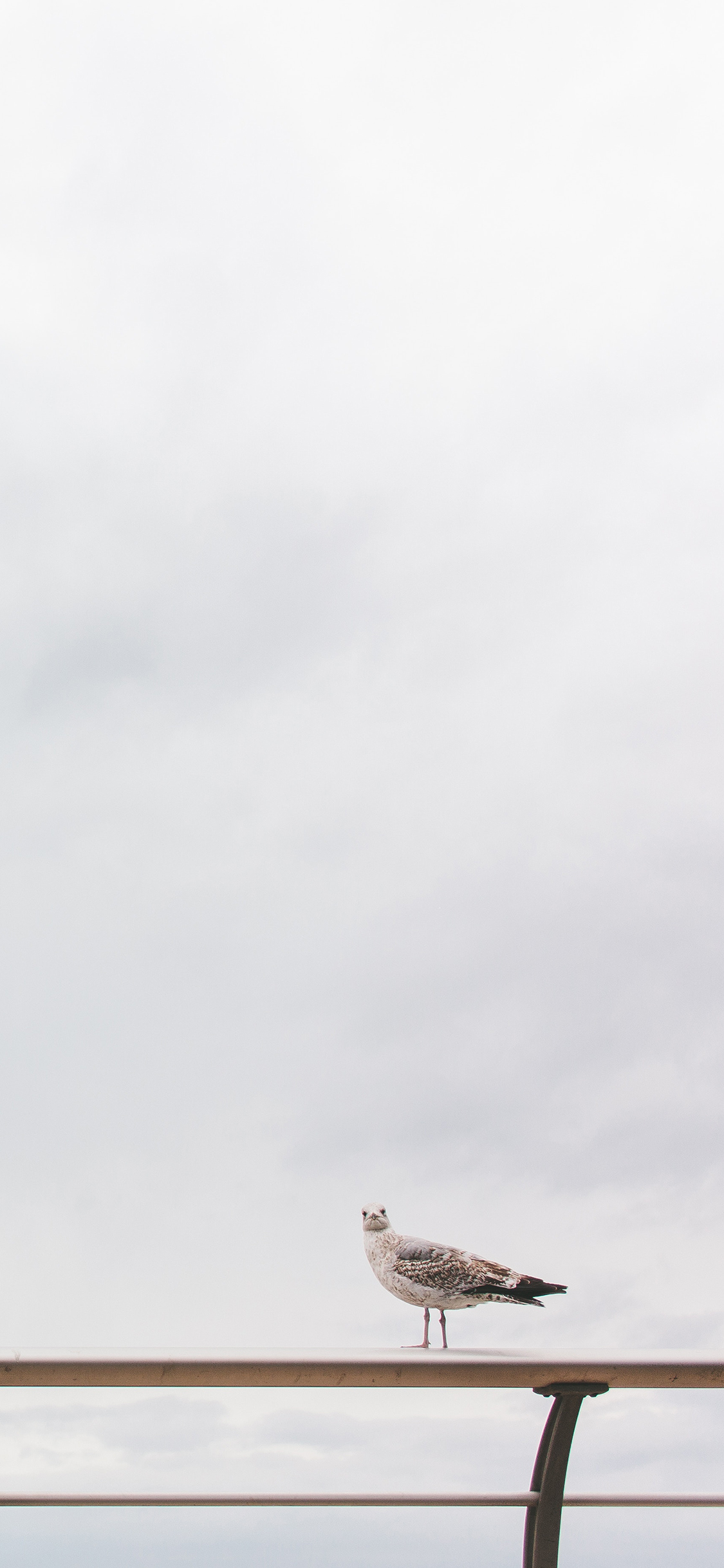 [2436×1125]鸟 栖息 栏杆 苹果手机壁纸图片