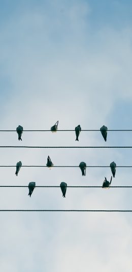 [2436x1125]鸟 栖息 电线 排列 平行 苹果手机壁纸图片