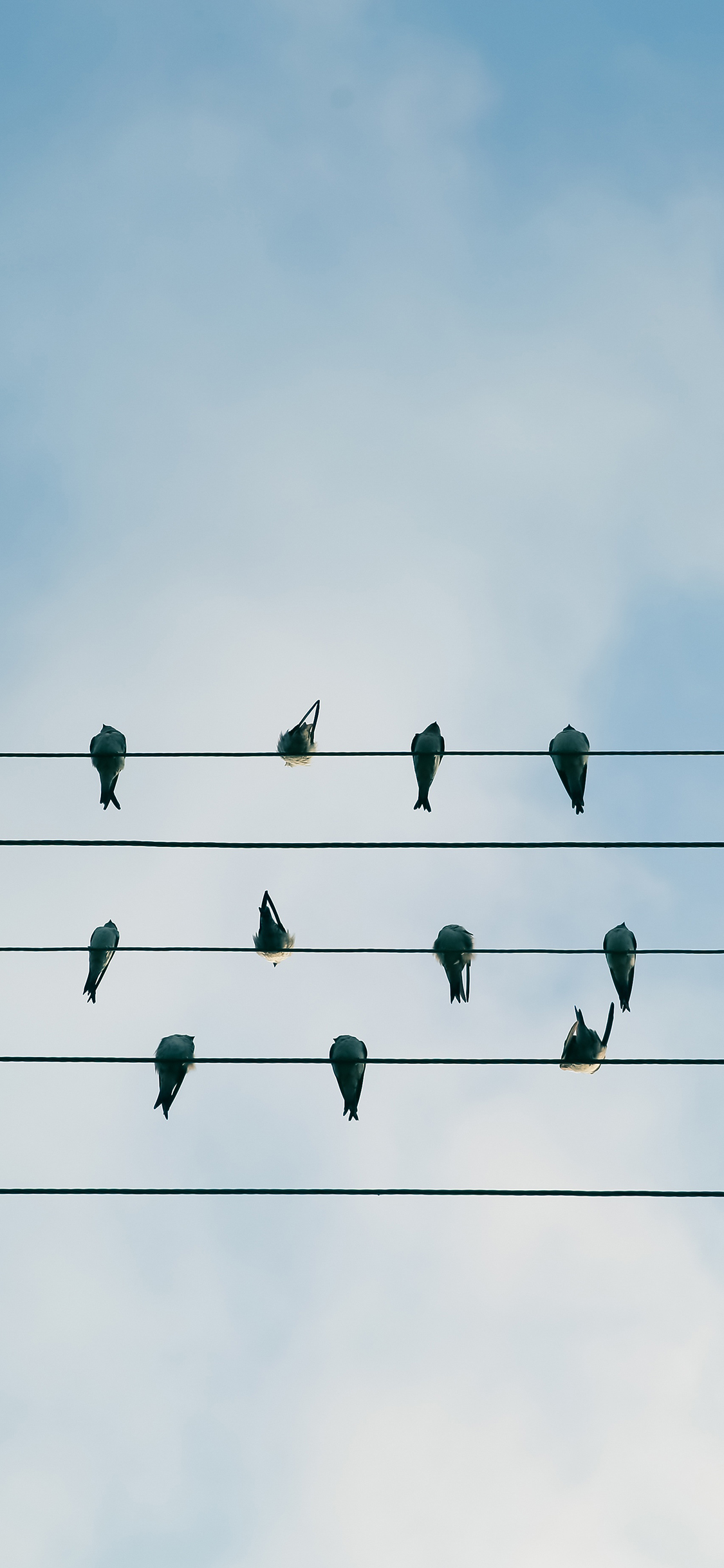 [2436×1125]鸟 栖息 电线 排列 平行 苹果手机壁纸图片