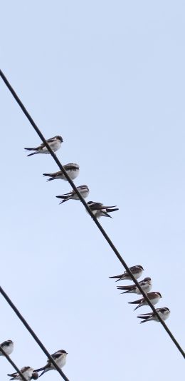 [2436x1125]鸟 栖息 电线 麻雀 苹果手机壁纸图片
