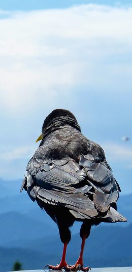 [2436x1125]鸟 栖息 羽毛 翅膀 背影 山 苹果手机壁纸图片