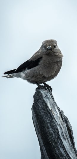 [2436x1125]鸟 栖息 翅膀 枯木 苹果手机壁纸图片