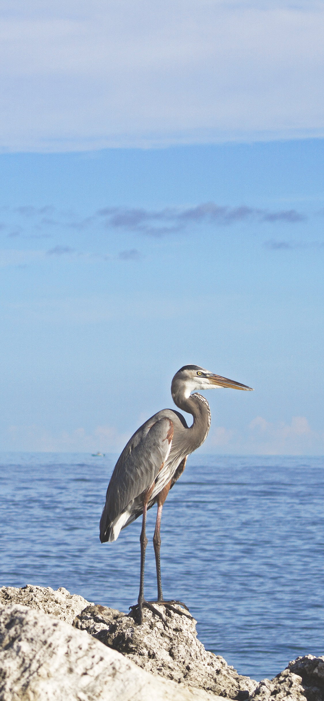 [2436×1125]鸟 海岸 石头 栖息 大海 苹果手机壁纸图片