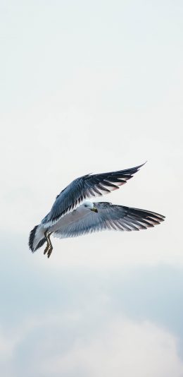 [2436x1125]鸟 海鸥 翅膀 飞翔 天空 苹果手机壁纸图片