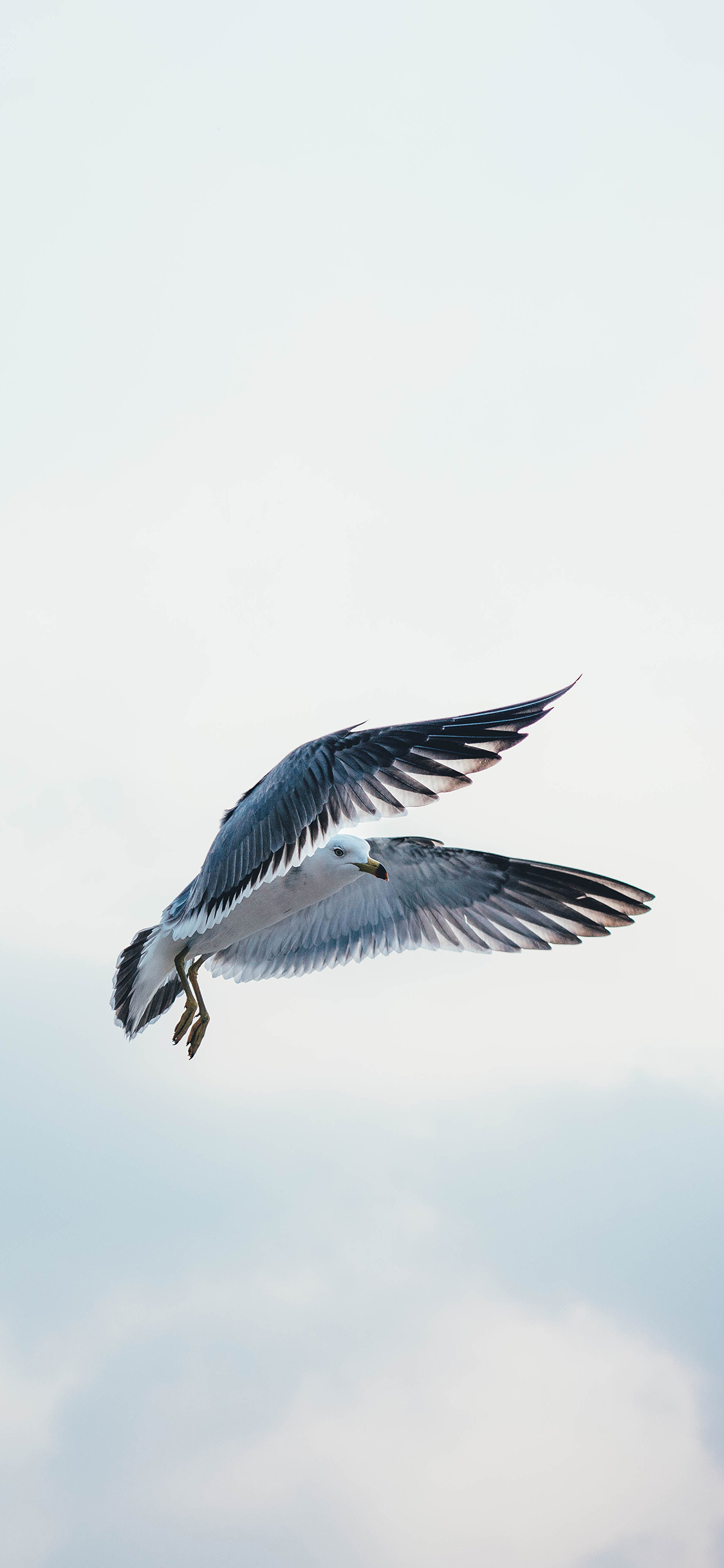 [2436×1125]鸟 海鸥 翅膀 飞翔 天空 苹果手机壁纸图片
