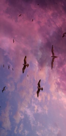 [2436x1125]鸟 渐变 天空 云彩 飞翔 苹果手机壁纸图片