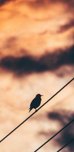 [2436x1125]鸟 电线 天空 黄昏 栖息 苹果手机壁纸图片