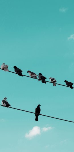 [2436x1125]鸟 电线 栖息 蓝天白云 苹果手机壁纸图片