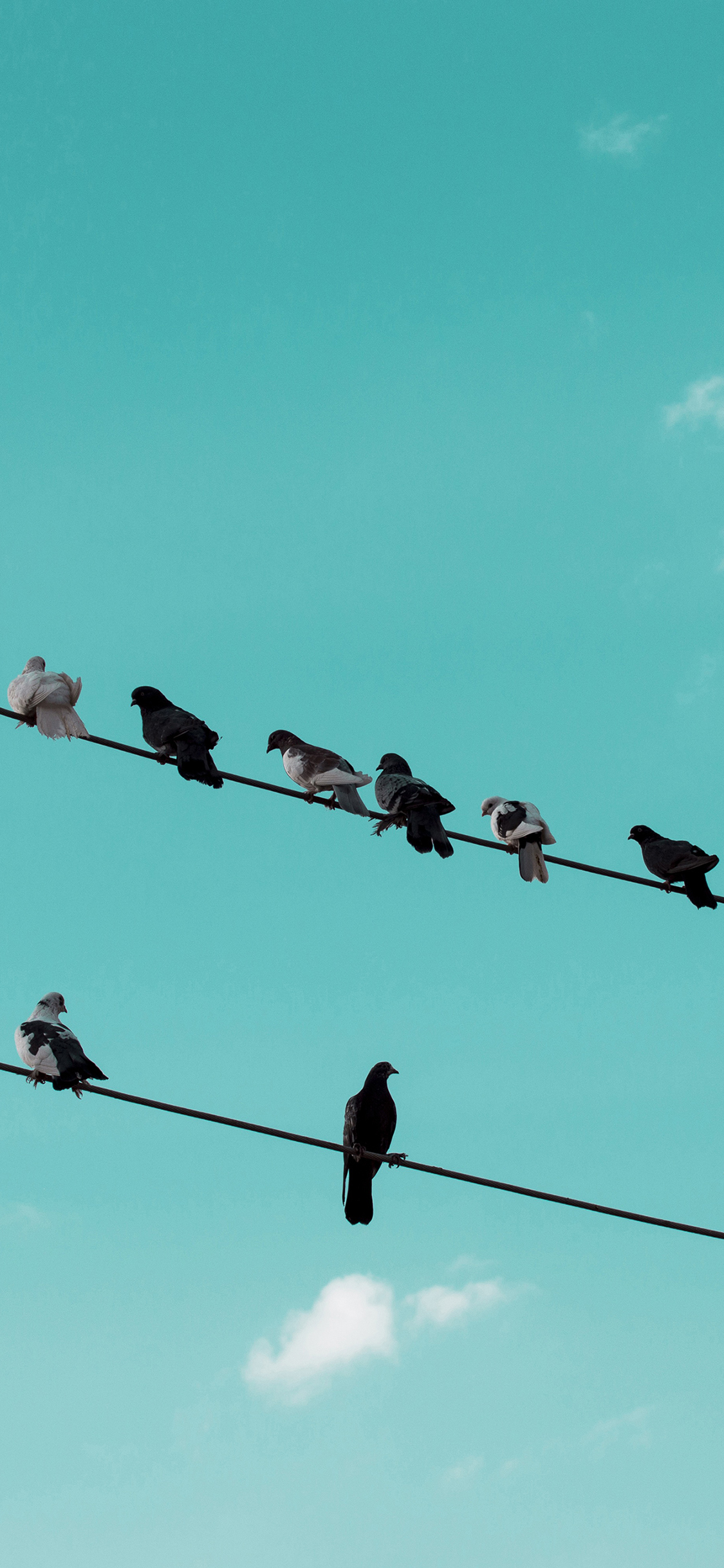 [2436×1125]鸟 电线 栖息 蓝天白云 苹果手机壁纸图片