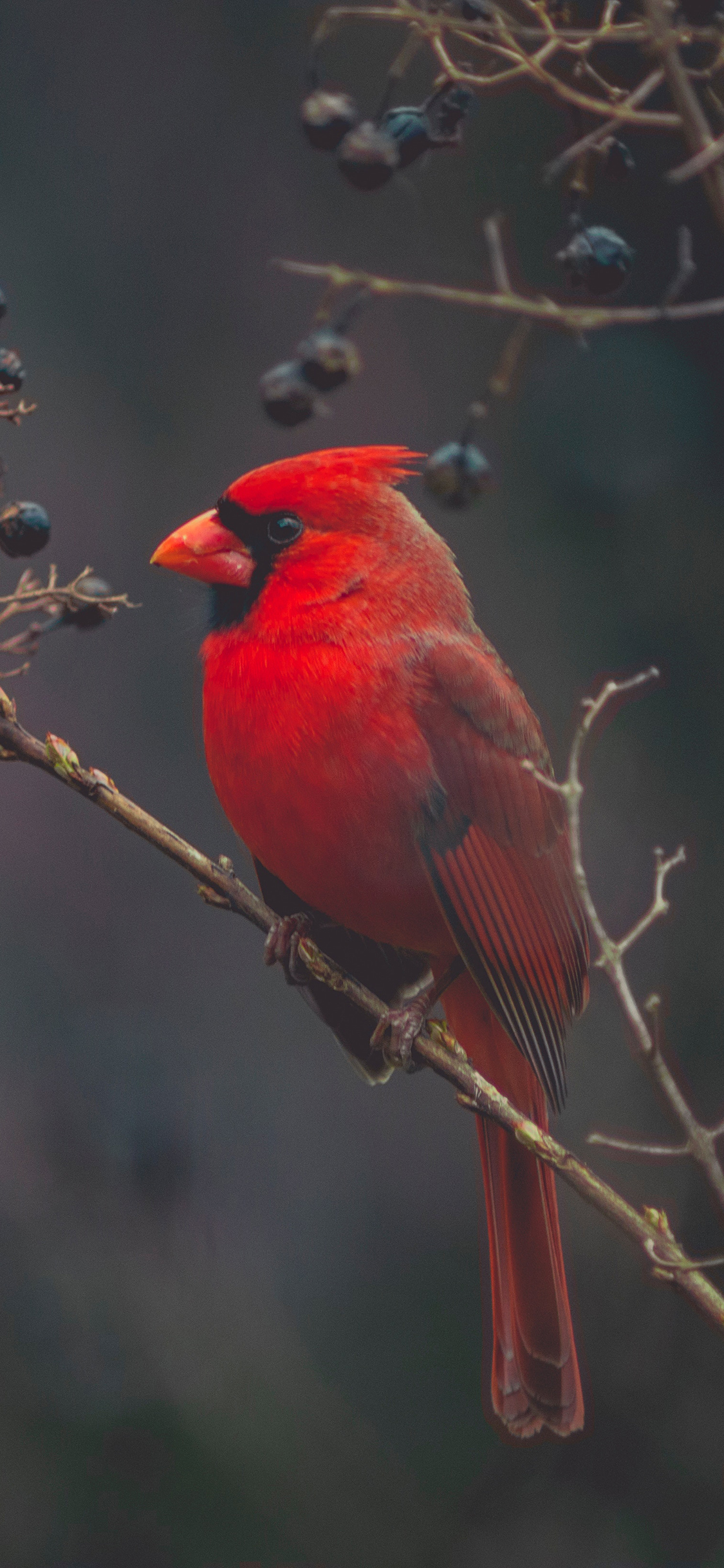 [2436×1125]鸟 站立 鹦鹉 枝头 苹果手机壁纸图片