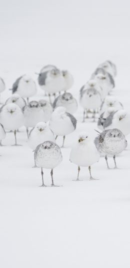 [2436x1125]鸟 群落 白色 雪地 苹果手机壁纸图片