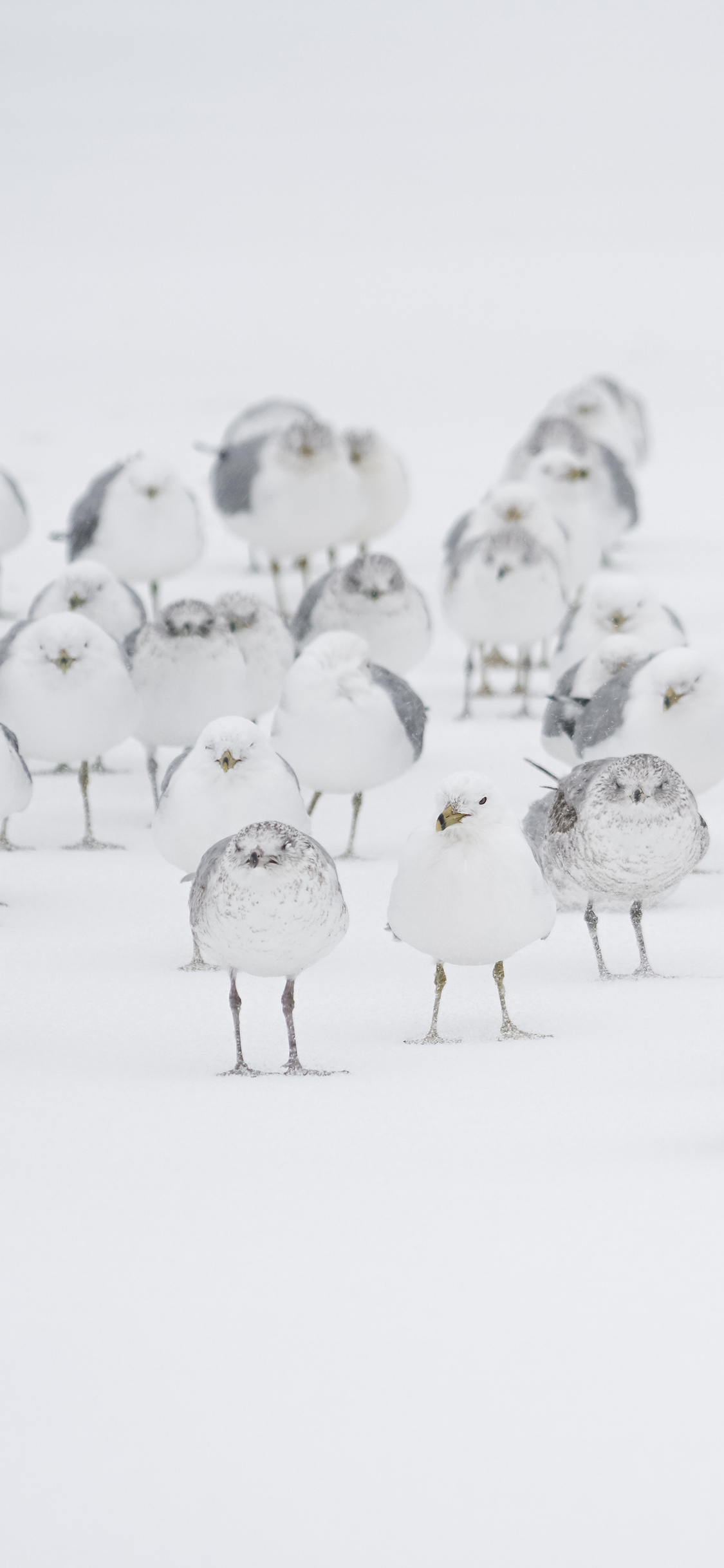 [2436×1125]鸟 群落 白色 雪地 苹果手机壁纸图片