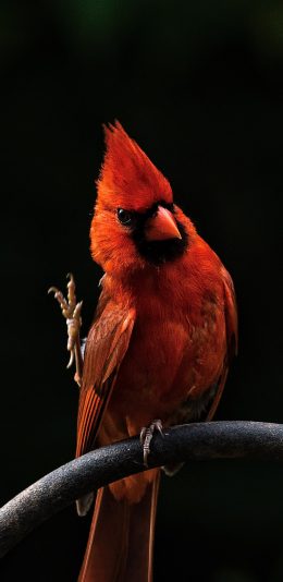 [2436x1125]鸟 羽毛 栖息 翅膀 红色 苹果手机壁纸图片