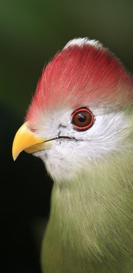 [2436x1125]鸟 羽毛 红冠蕉鹃 鸟类 苹果手机壁纸图片