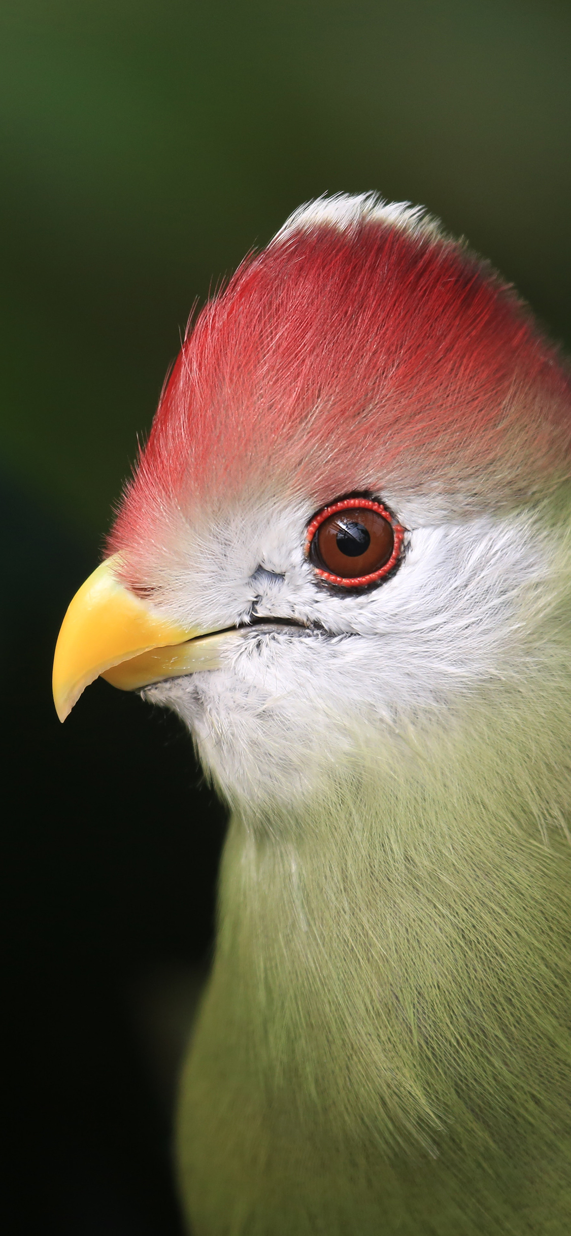 [2436×1125]鸟 羽毛 红冠蕉鹃 鸟类 苹果手机壁纸图片