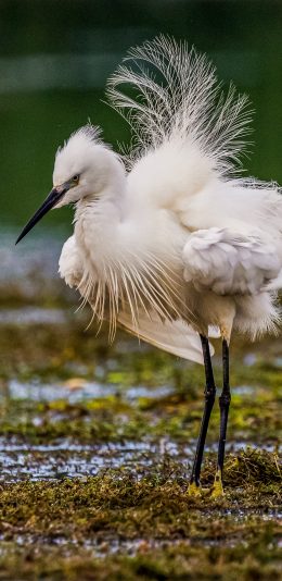 [2436x1125]鸟 羽毛 翅膀 水草 苹果手机壁纸图片