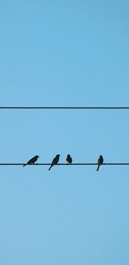 [2436x1125]鸟 蓝色 电线杆 栖息 天空 苹果手机壁纸图片