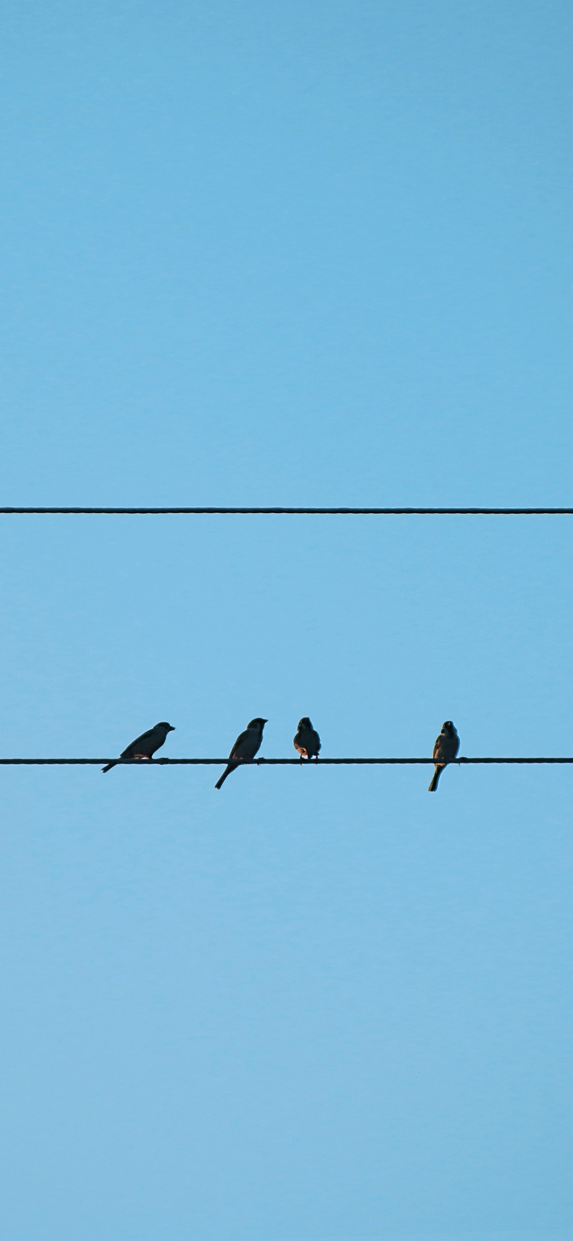 [2436×1125]鸟 蓝色 电线杆 栖息 天空 苹果手机壁纸图片