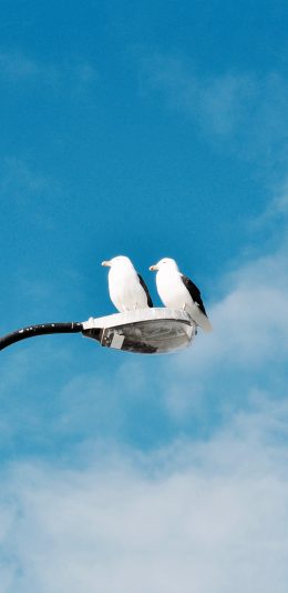 [2436x1125]鸟 路灯 七夕 蓝色 天空 苹果手机壁纸图片