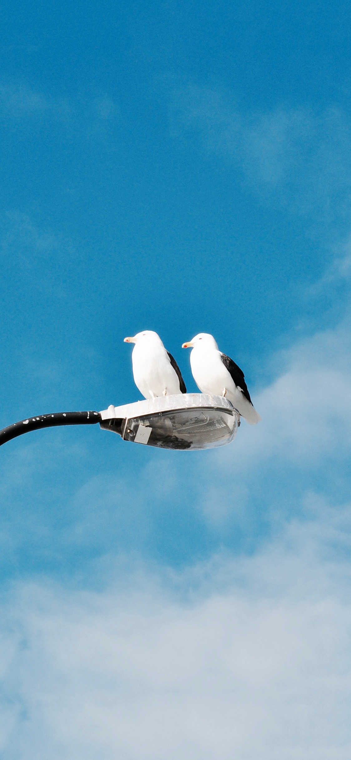 [2436×1125]鸟 路灯 七夕 蓝色 天空 苹果手机壁纸图片