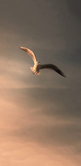 [2436x1125]鸟 飞 天空 动物 翅膀 苹果手机壁纸图片