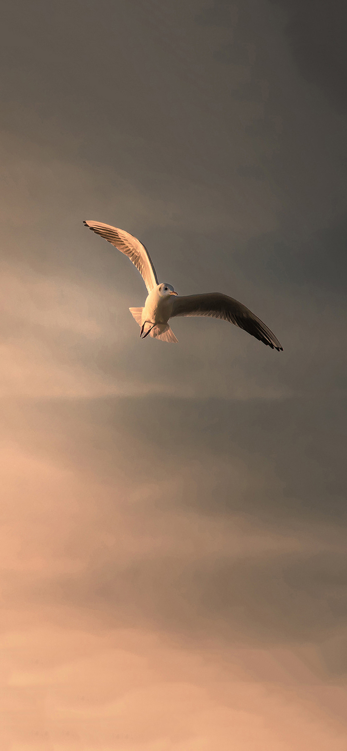 [2436×1125]鸟 飞 天空 动物 翅膀 苹果手机壁纸图片