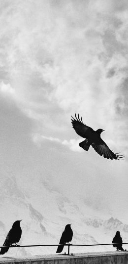 [2436x1125]鸟 飞 栖息 黑白 翅膀 苹果手机壁纸图片