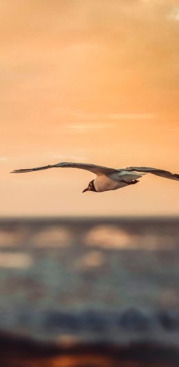[2436x1125]鸟 飞翔 城市 高空 翅膀 苹果手机壁纸图片