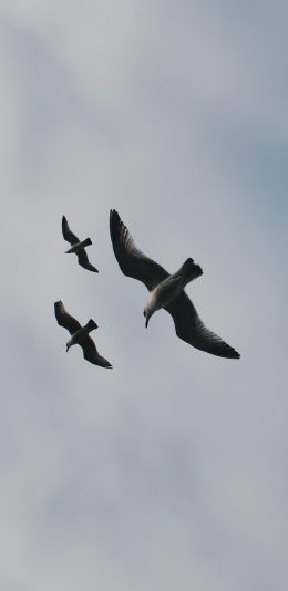 [2436x1125]鸟 飞翔 天空 展翅高飞 苹果手机壁纸图片