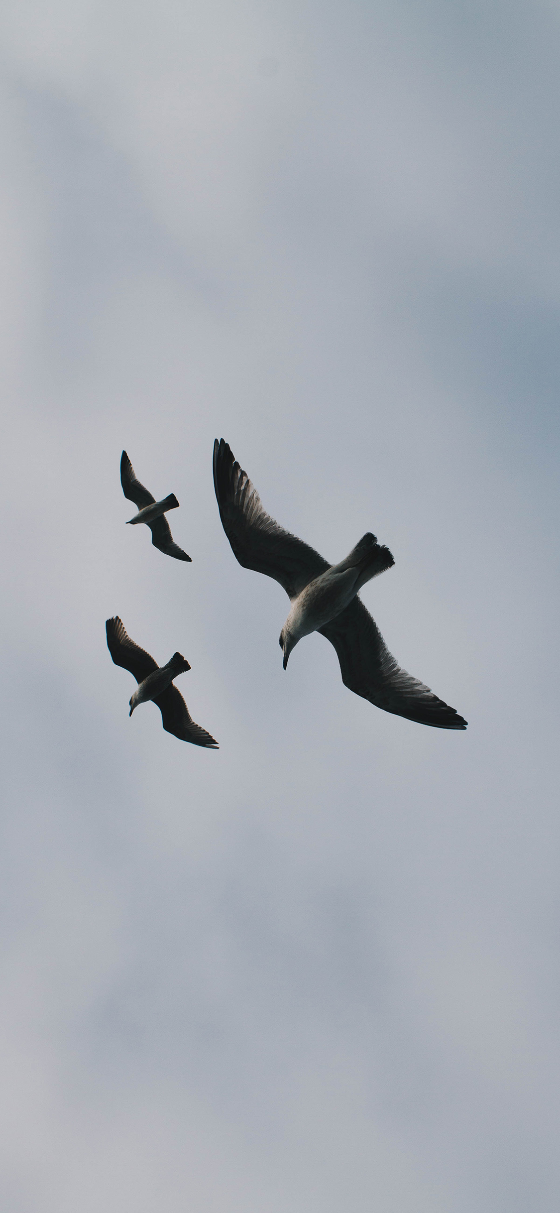 [2436×1125]鸟 飞翔 天空 展翅高飞 苹果手机壁纸图片