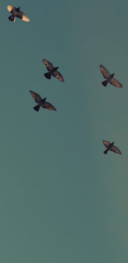 [2436x1125]鸟 飞翔 天空 群 苹果手机壁纸图片