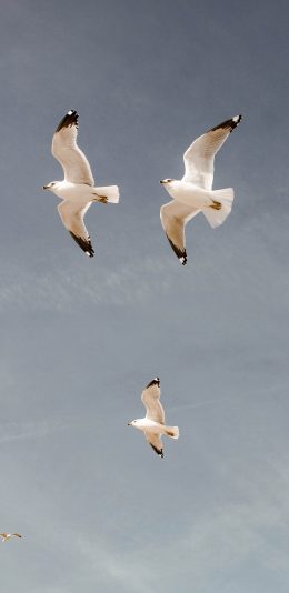 [2436x1125]鸟 飞翔 天空 翅膀 苹果手机壁纸图片