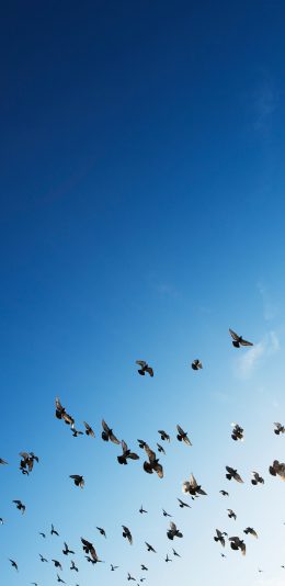 [2436x1125]鸟 飞翔 天空 蓝色 苹果手机壁纸图片