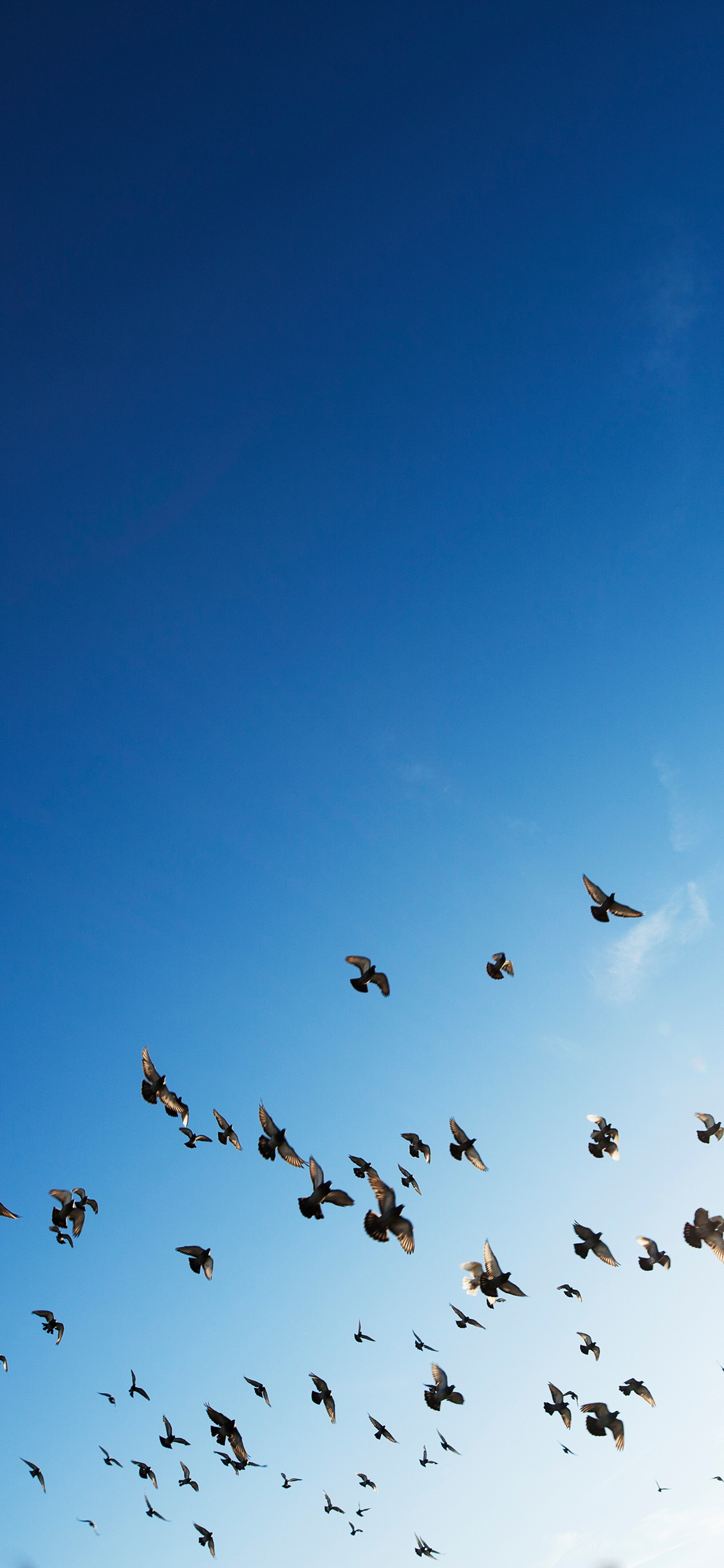 [2436×1125]鸟 飞翔 天空 蓝色 苹果手机壁纸图片