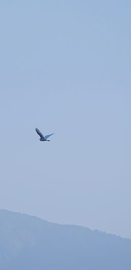 [2436x1125]鸟 飞翔 天空 蓝色 简约 苹果手机壁纸图片