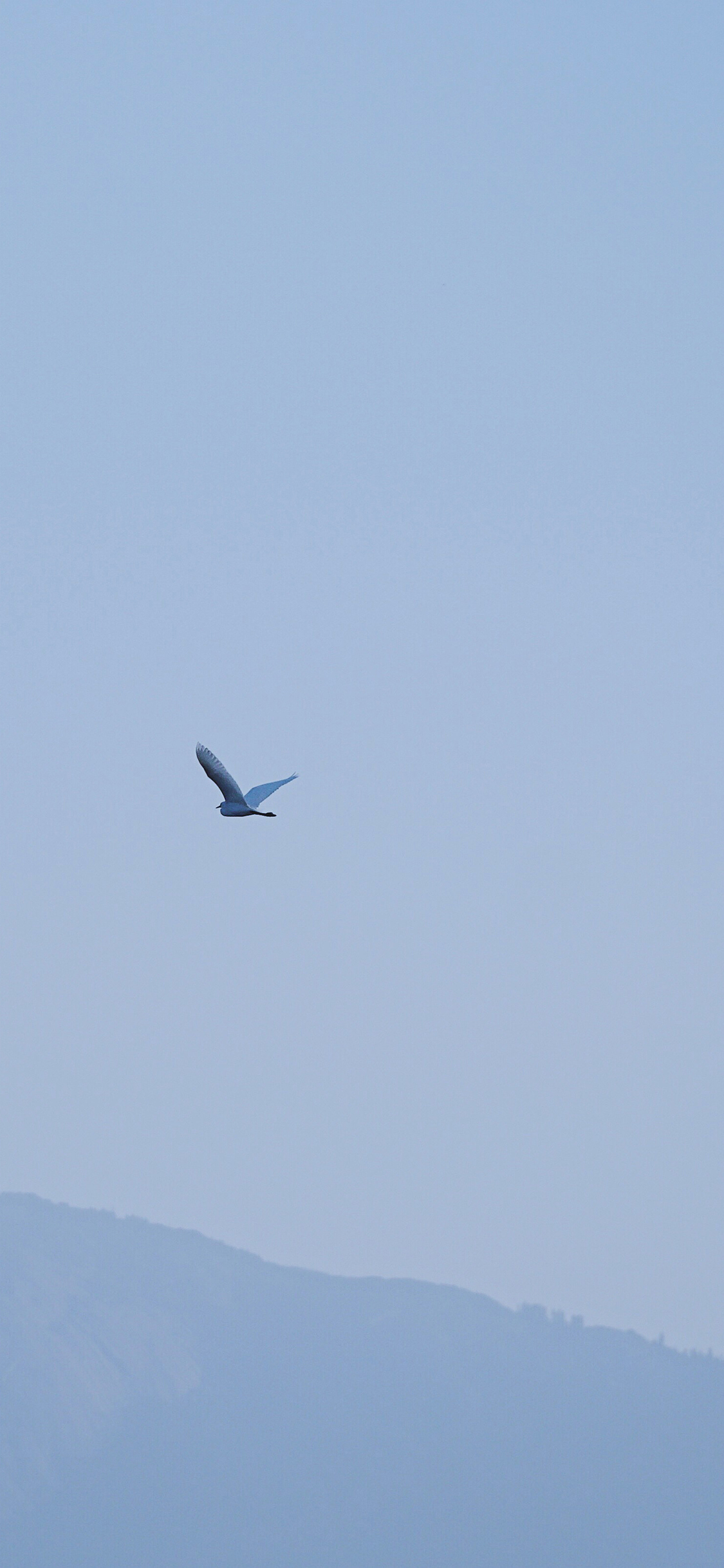 [2436×1125]鸟 飞翔 天空 蓝色 简约 苹果手机壁纸图片